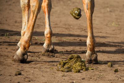 horse pooing